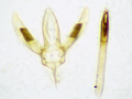Acrocercops brongniardella